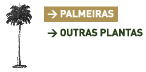 palmeiras